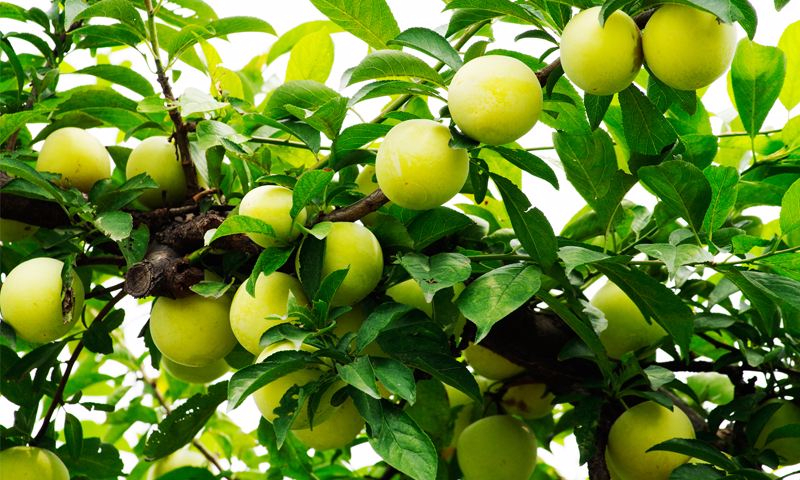 开云电竞app下载案例展示二